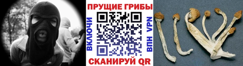 Галлюциногенные грибы Psilocybe  Мураши 